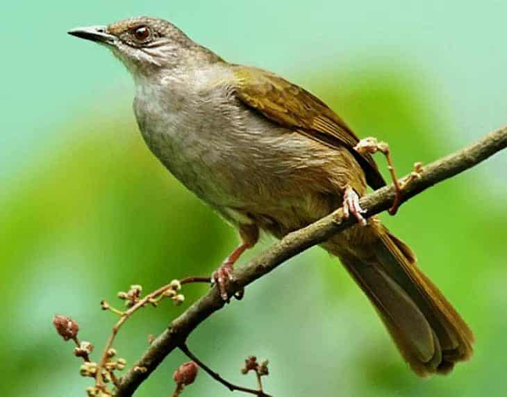 ciri-khas-burung-merbah-belukar-8811449