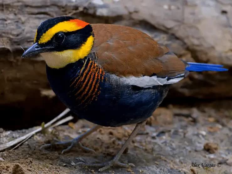 ciri-khas-burung-paok-pancawarna-dan-daerarah-persebarannya-2076430