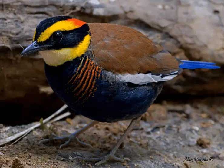 ciri-khas-burung-paok-pancawarna-dan-daerarah-persebarannya-4092563