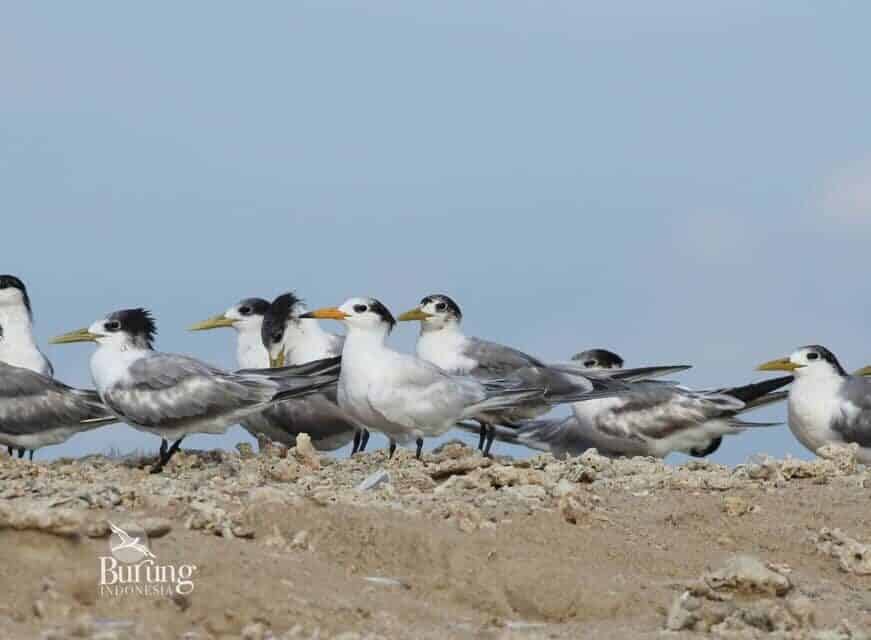 dara-laut-cina-1855003