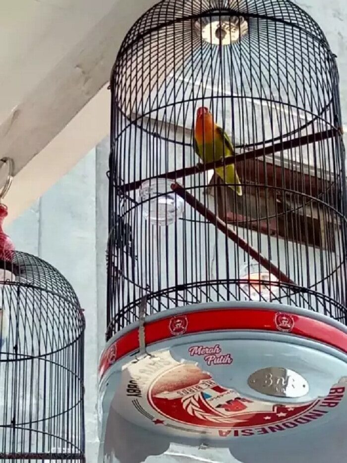 fungsi-dan-manfaat-penggunaan-sangkar-ebod-lovebird-4904003