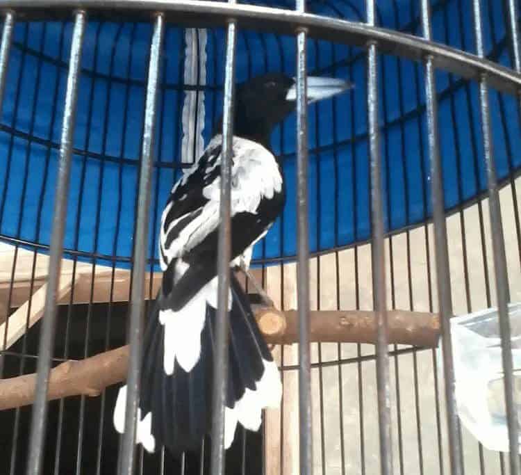 habitat-dan-tips-mudah-perawatan-burung-jagal-papua-6323028