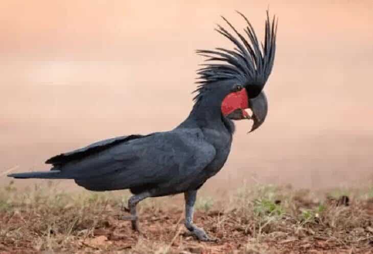 habitat-kakaktua-raja-hitam-5566729