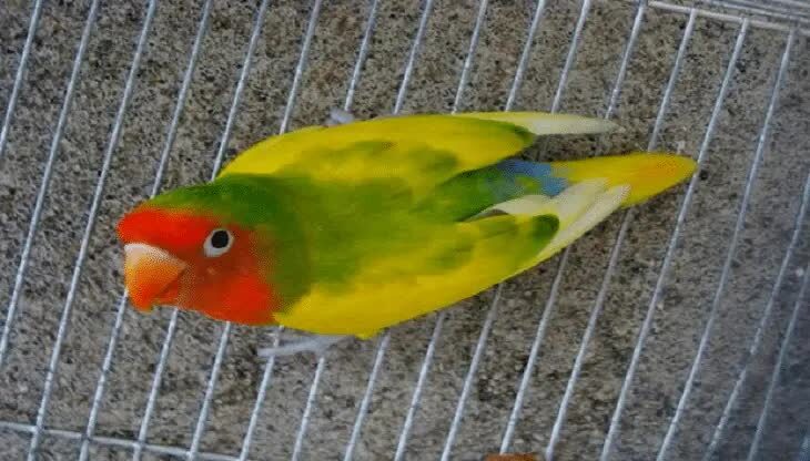 hasil-persilangan-lovebird-klep-dan-non-klep-5087918