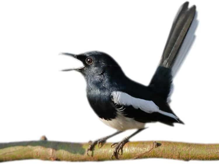 ini-dia-penyebab-kacer-mangap-saat-lomba-berlangsung-5540795