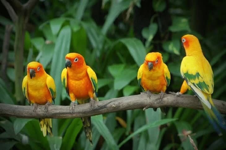inilah-jenis-lovebird-cantik-asal-afrika-dan-karakteristiknya-7389982