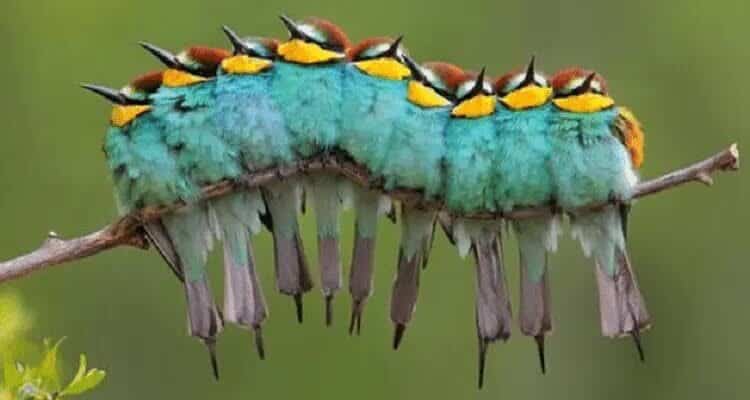 inilah-keunikan-burung-kirik-kirik-yang-harus-anda-ketahui-9405308