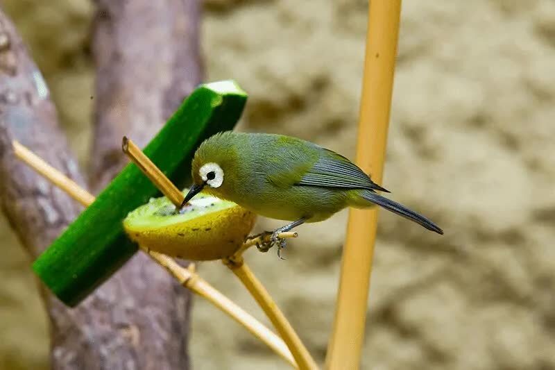 inilah-makanan-dan-minuman-pleci-biar-gacor-ngalas-7884268