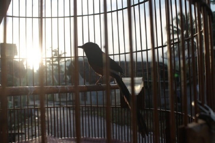 inilah-ragam-manfaat-terapi-pengembunan-untuk-burung-kicauan-2264341
