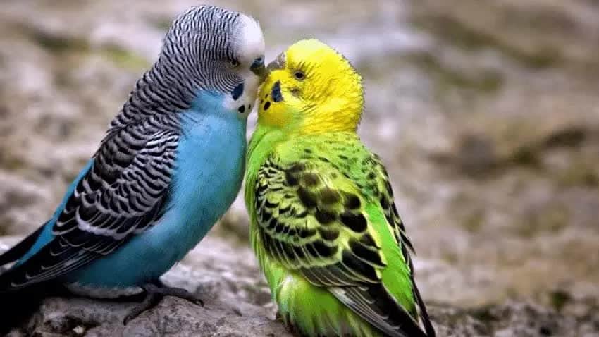 jenis-burung-paruh-bengkok-paling-mudah-dalam-perwatannya-9466481