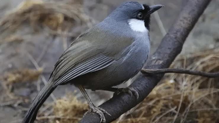 jenis-burung-poksay-5542931