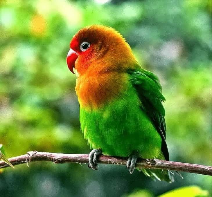 jenis-cacing-pengganggu-lovebird-yang-harus-diwaspadai-6098841