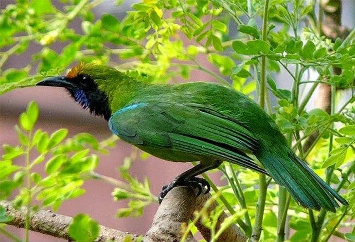 jenis-jenis-penyakit-burung-cucak-ijo-dan-cara-mengatasinya-8894519