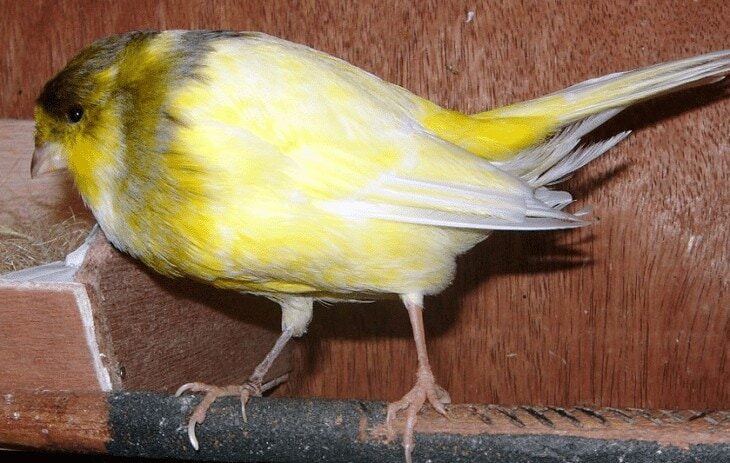 karakter-kenari-yorkshire-8944637