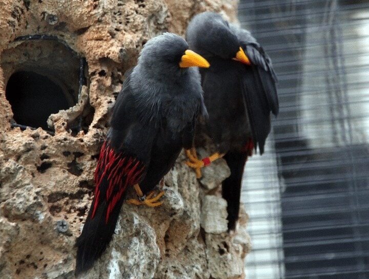 karakteristik-burung-jalak-riou-dan-perawatannya-5901424