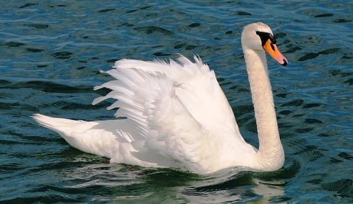 kelangsungan-hidup-angsa-putih-yang-menjadi-perhatian-phdi-or_-id_-5369197