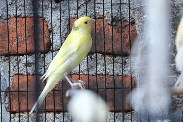 kelebihan-dan-kekurangan-burung-kenari-af-7926600