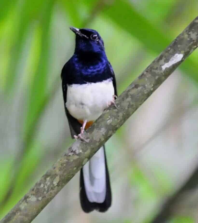 leher-murai-batu-1-9973349