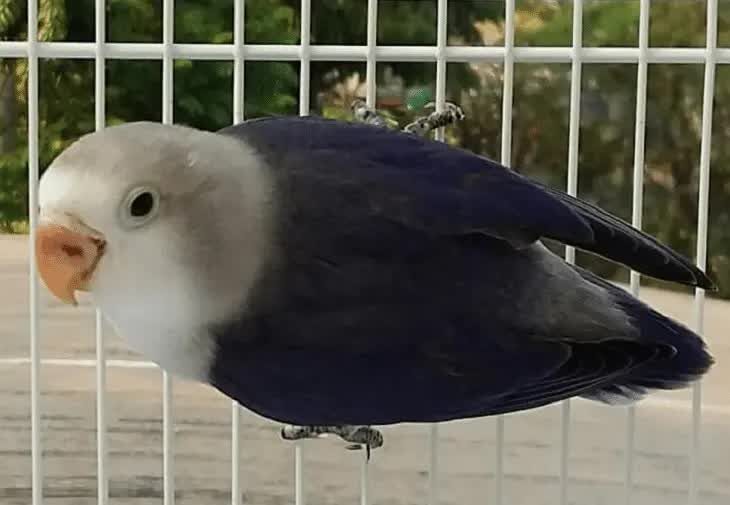 lovebird-euwing-1-5009028