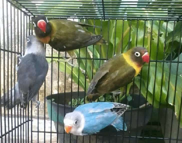 lovebird-olive-9967354