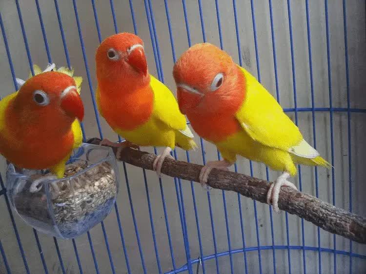 lovebird-pastel-kuning-bersih-2822026
