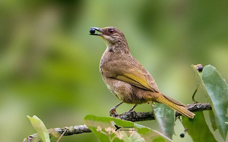 makanan-burung-cucak-rawis-9515224