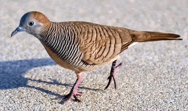 manfaat-air-hangat-untuk-burung-6618396