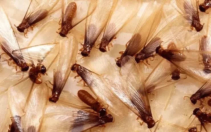 manfaat-laron-untuk-burung-kicauan-5465692