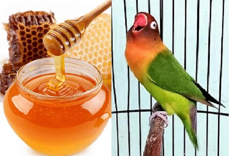 manfaat-madu-murni-untuk-burung-kicauan-9043903
