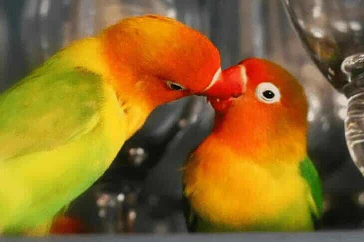 masalah-lovebird-sulit-telur-1878834