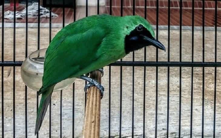 memilih-burung-cucak-ijo-yang-bersuara-indah-3651927