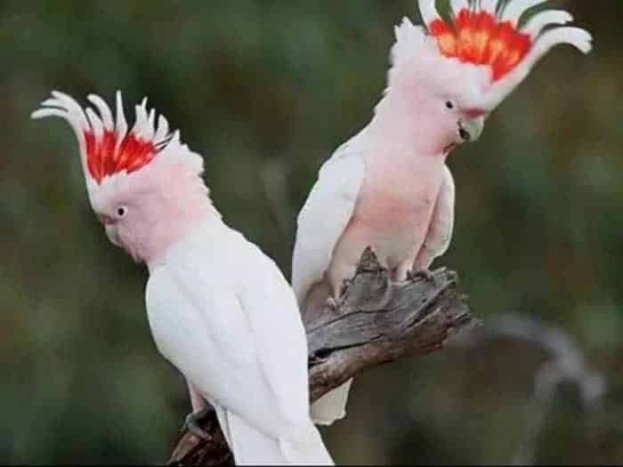 menelusuri-lebih-dekat-fakta-unik-burung-kakatua-yang-menarik-2644877