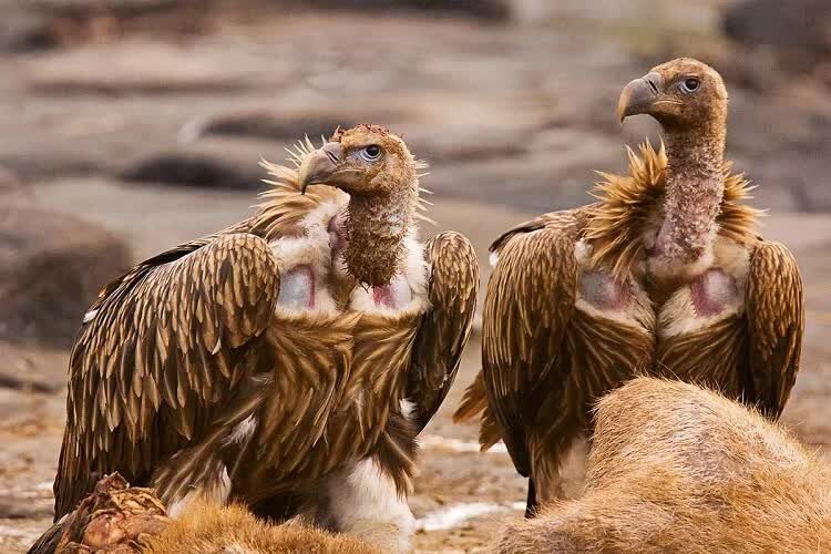 mengenal-burung-himalayan-vulture-spesies-burung-pemakan-bangkai-8538165