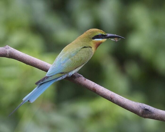 mengenal-burung-kirik-kirik-laut-merops-philippinus-yang-cantik-6369327