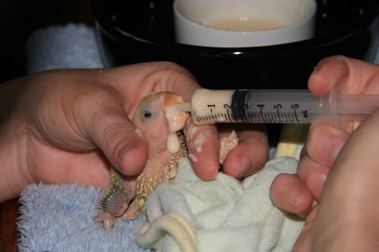 mengenal-cara-melakukan-hand-feeding-pada-anakan-lovebird-9879095