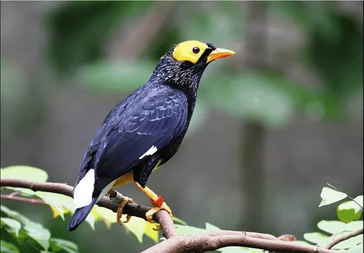 mengenal-ciri-burung-beo-papua-dan-cara-mudah-perawatannya-4818689