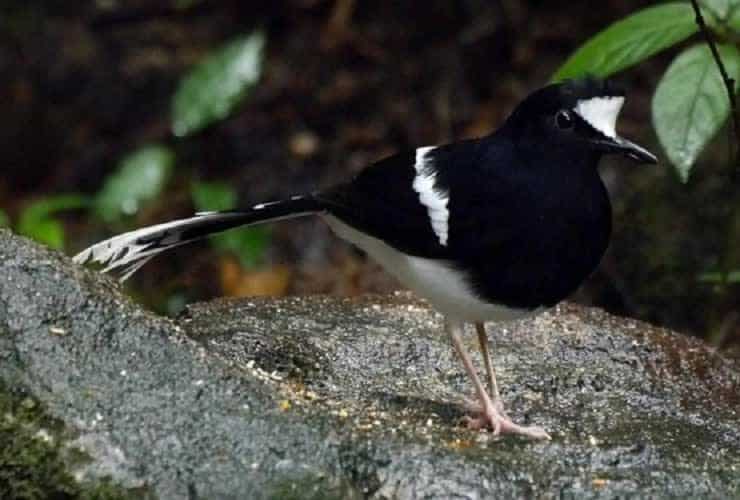 mengenal-lebih-dekat-seperti-apa-ciri-khas-burung-kacer-air-1315905