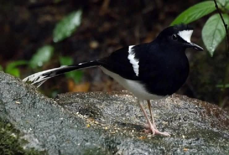 mengenal-lebih-dekat-seperti-apa-ciri-khas-burung-kacer-air-9369778