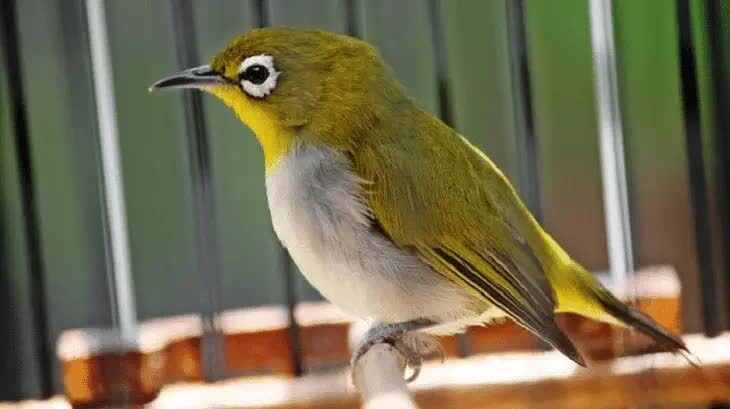 mengenali-karakter-burung-pleci-2397451