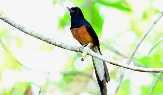 mengetahui-burung-murai-batu-macet-bunyii-1-1-3007880