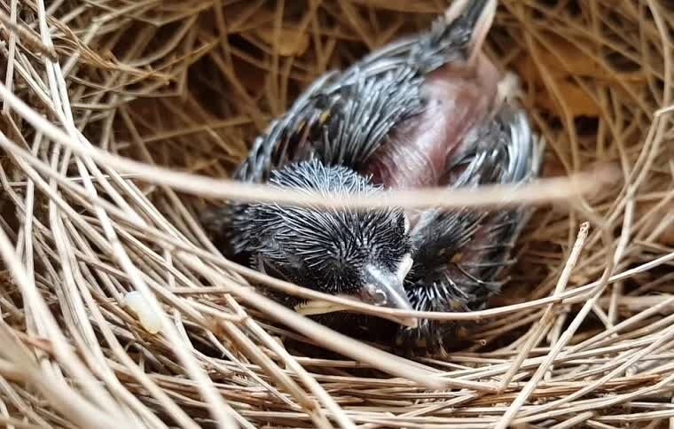 mengetahui-cara-membedakan-jenis-kelamin-anakan-murai-batu-5843988