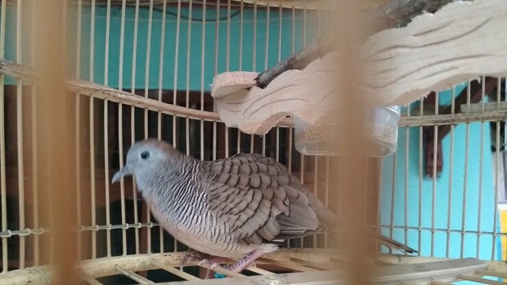 mengetahui-cara-memilih-sangkar-perkutut-yang-baik-dan-sesuai-3365894