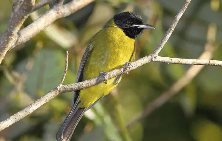 mengetahui-habitat-perilaku-dan-karakteristik-burung-samyong-8344461