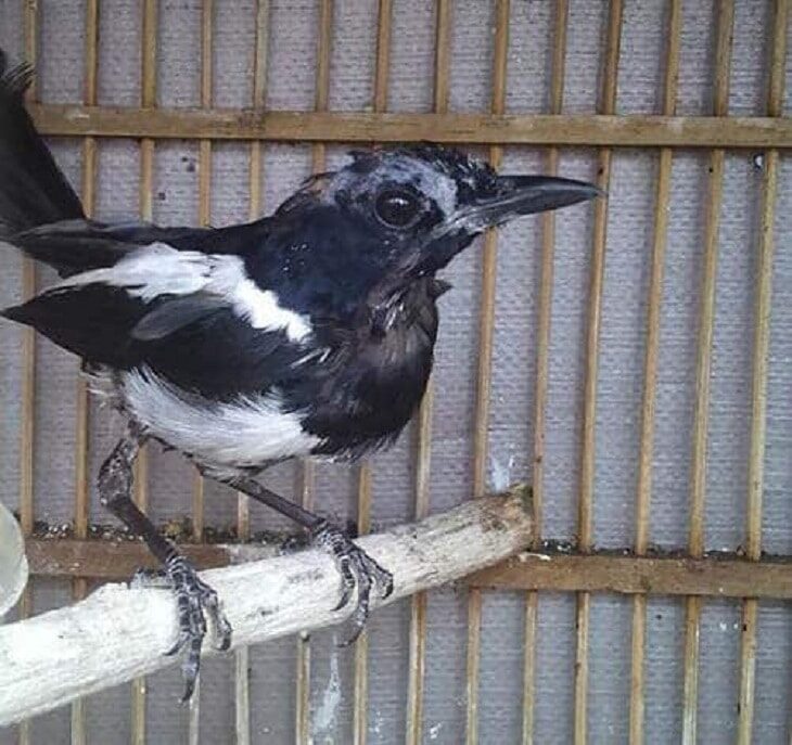 mengetahui-proses-mabung-burung-kacer-dan-ciri-cirinya-2118421