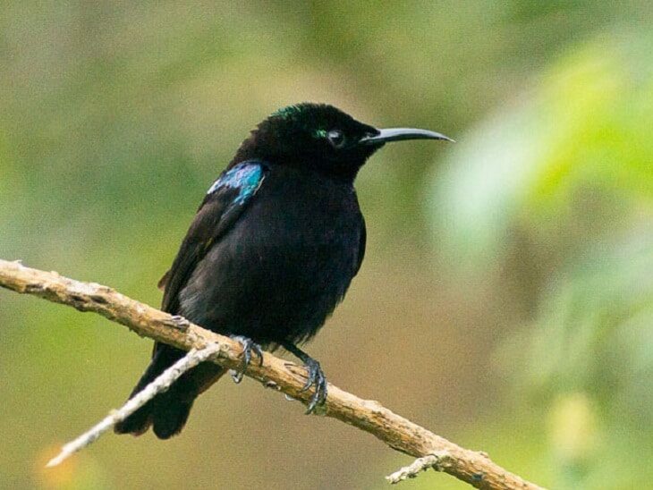 merawat-burung-kolibri-ninja-mabung-1461623