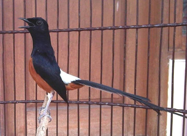 murai-batu-jambi-3-7705955