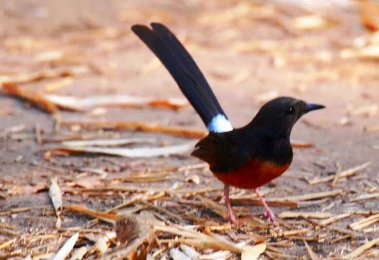 obat-burung-murai-stres-paling-ampuh-dan-mudah-diperoleh-1881350