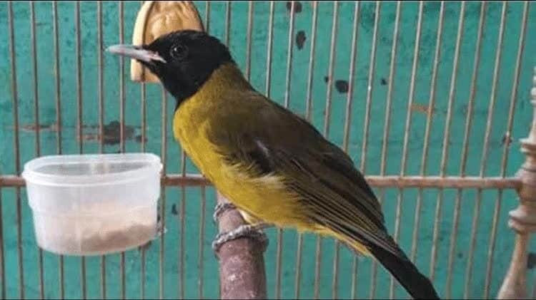 pakan-burung-samyong-9257831