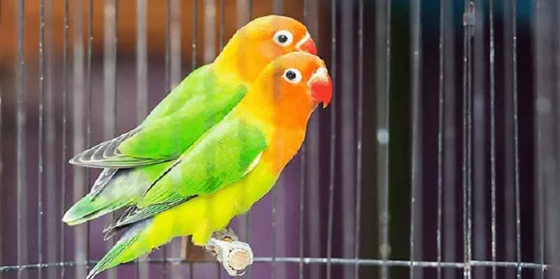 penyebab-lovebird-sulit-bertelur-2621668