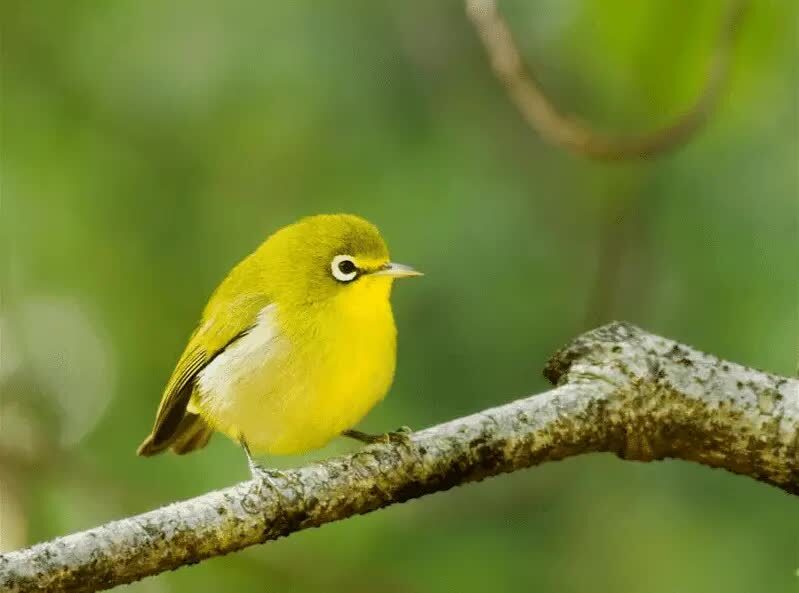 perawatan-burung-pleci-agar-memiliki-kicauan-nada-tinggi-4386162